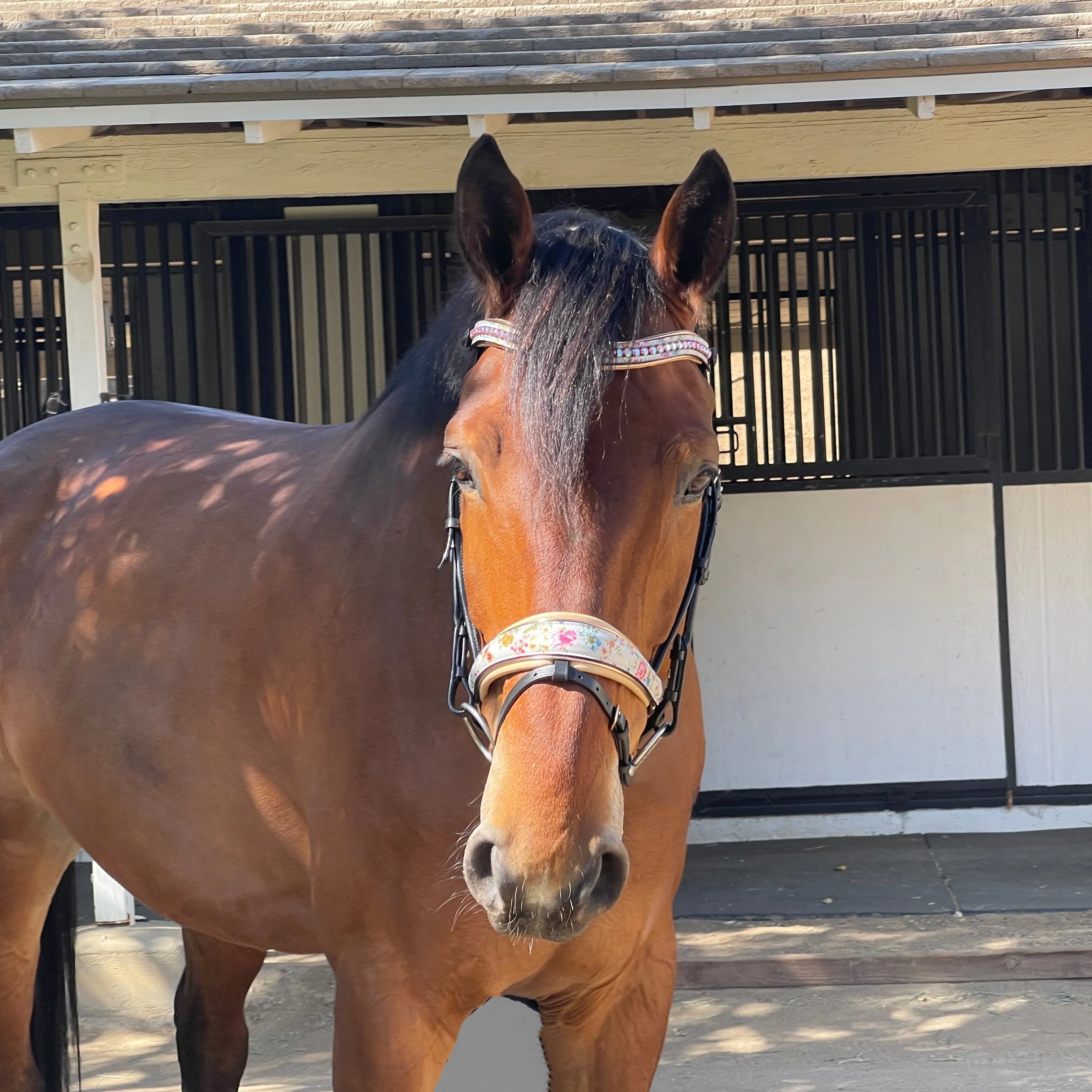 The Dolce Snaffle Bridle